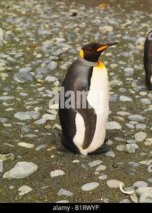 Pinguino reale (Aptenodytes patagonicus), Macquarie Island, Australiano Antartico Foto Stock
