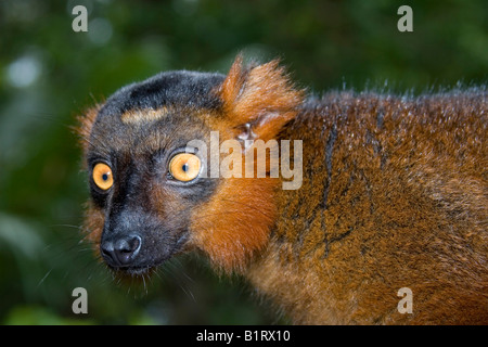 Incrocio tra un lemure nero (il Eulemur macaco) e incoronato Lemur (il Eulemur coronatus), Madagascar, Africa Foto Stock
