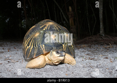 Irradiata tartaruga (Astrochelys radiata), Madagascar, Africa Foto Stock