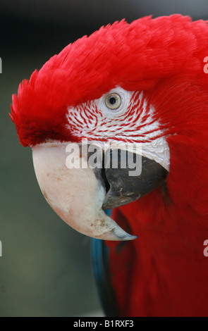 Scarlet Macaw (Ara macao) Foto Stock