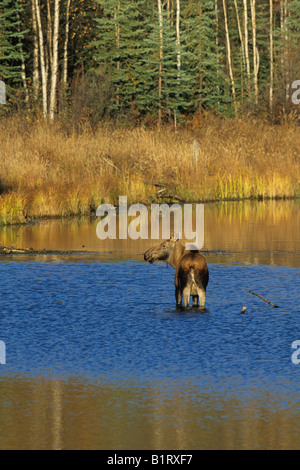 Alce Elk o vacca (Alces alces) in piedi in acqua poco profonda di un laghetto, Alaska, STATI UNITI D'AMERICA Foto Stock