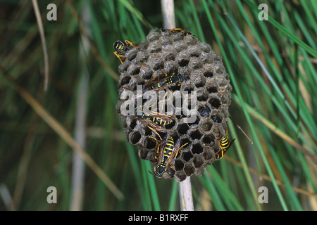 Carta europea vespe (Polistes gallicus) a nido, vespiary, larve nelle camere Foto Stock