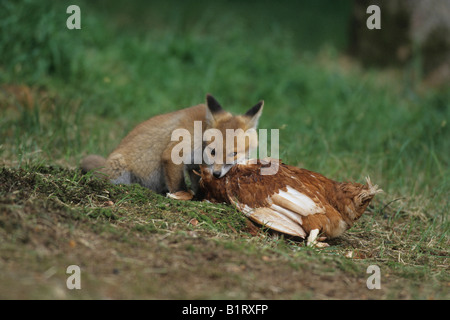 Red Fox (Vulpes vulpes vulpes), giovane alimentare sul pollo Foto Stock