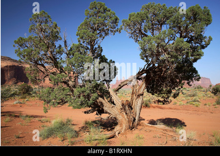 Vecchio albero nella Monument Valley, Arizona, Stati Uniti d'America Foto Stock