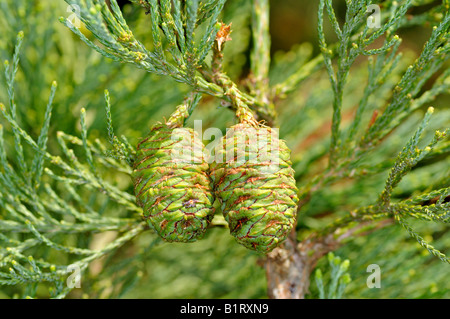 Sequoia gigante, Sierra Redwood o Wellingtonia (Sequoiadendron giganteum), i coni con aghi Foto Stock