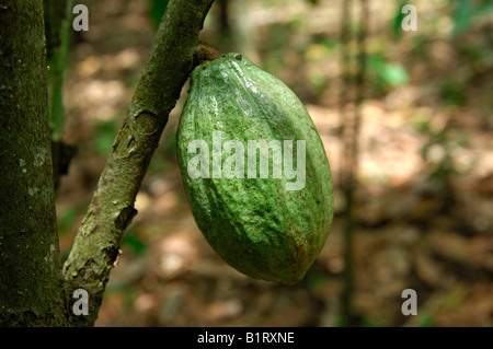 Immaturo frutto di cacao (Theobroma cacao), Ghana, Africa occidentale Foto Stock