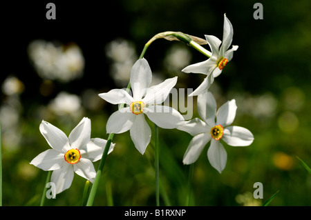 Fiore Findern, poeta Daffodil (Narcissus poeticus), Les Avants, Vaud, Svizzera, Europa Foto Stock