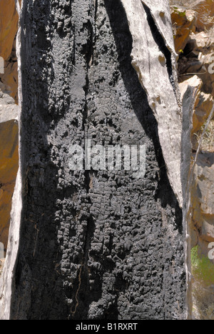 Masterizzare le tracce sul tronco di un albero di eucalipto, West MacDonnell Ranges, Territorio del Nord, l'Australia Foto Stock