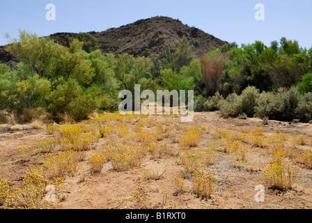 Billy pulsanti o bacchette (Craspedia globosa) in Bloom, East MacDonnell Ranges, Territorio del Nord, l'Australia Foto Stock