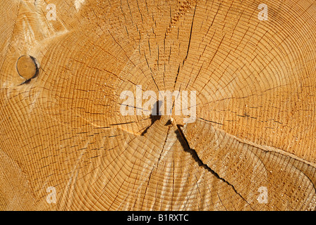 La crescita o gli anelli annuali di un albero di abete, sezione di essiccazione crepe, Foresta Bavarese, Bassa Baviera, Germania Foto Stock