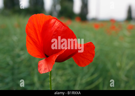 Unico fiore di papavero (Papaver rhoeas) Foto Stock