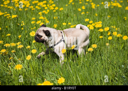 Pug, cucciolo, prato, Tarassaco, passeggiate Foto Stock