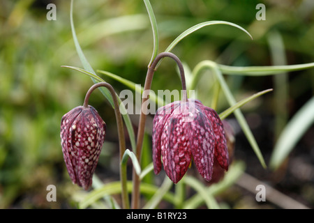 Fritillary, a scacchi Daffodil, rana-cup (Fritillaria meleagris), Geretsried, Baviera, Germania, Europa Foto Stock