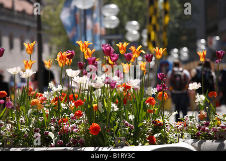 Fiori di Primavera in area pedonale, Neuhauser Strasse, Monaco di Baviera, Baviera, Germania, Europa Foto Stock