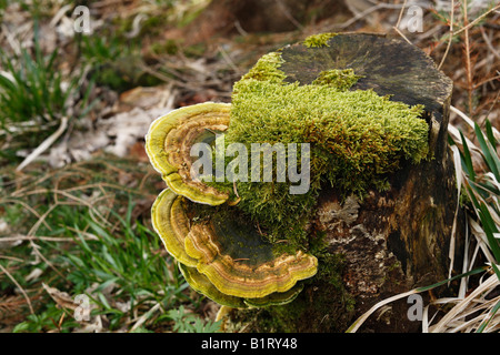 Albero fungo su un ceppo di albero, Lange Rhoen, bassa Franconia, Baviera, Germania, Europa Foto Stock