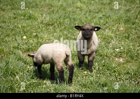 Agnelli, Rhoen le pecore di montagna (Ovis ammon f. aries), Lange Rhoen, bassa Franconia, Baviera, Germania, Europa Foto Stock