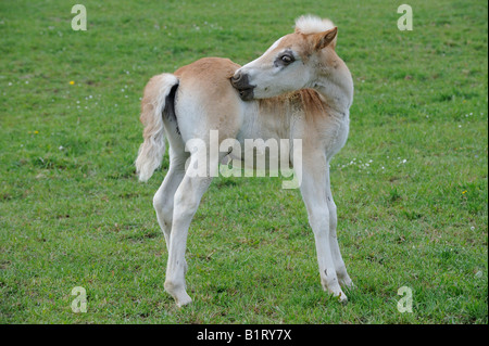 Haflinger (Equus caballus) puledro toelettatura stesso Foto Stock