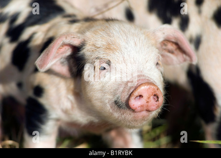 Maialino (Sus scrofa domestica), su di una azienda agricola biologica Foto Stock