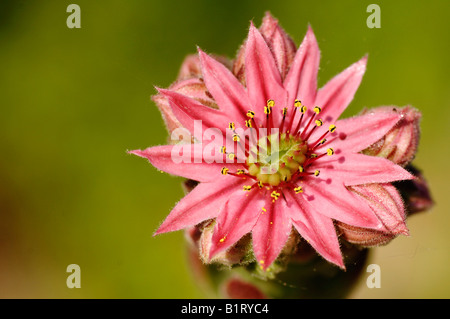 Semprevivo comune (Sempervivum Copernicia) Foto Stock