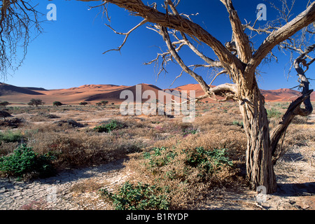 Camel Thorn o Giraffe Thorn (Acacia erioloba) nella parte anteriore del Sossusvlei dune nel Deserto Namibiano, Namib-Naukluft National Foto Stock