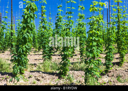 Comune di luppolo (Humulus lupulus), piantagione, Germania, Europa Foto Stock