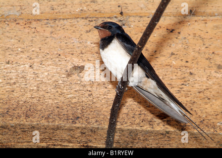 Barn Swallow (Hirundo rustica), Schwaz, in Tirolo, Austria, Europa Foto Stock