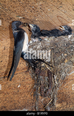 Barn Swallow (Hirundo rustica) alimentazione dei giovani nel nido, Schwaz, in Tirolo, Austria, Europa Foto Stock