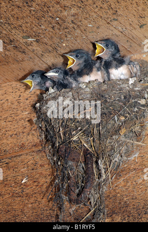 Rondini (Hirundo rustica), giovani nel loro nido, Schwaz, in Tirolo, Austria, Europa Foto Stock