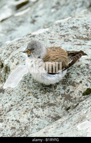 Bianco-winged Snowfinch (Montifringilla nivalis), il Parco Nazionale degli Alti Tauri, Carinzia, Austria, Europa Foto Stock