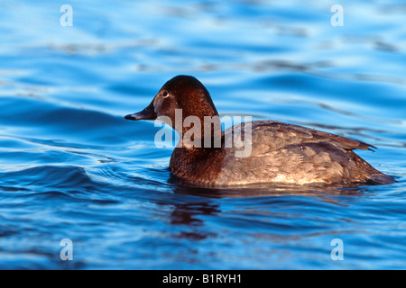 Pochard comune (Aythya ferina), Schwaz, in Tirolo, Austria, Europa Foto Stock