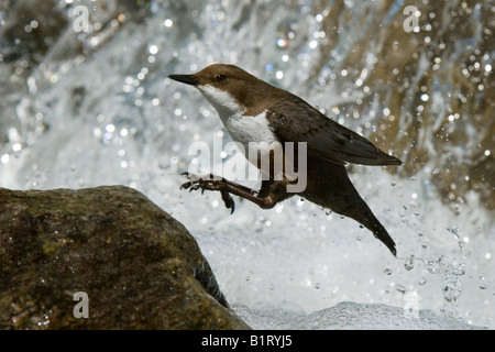 Bianco-throated bilanciere (Cinclus cinclus), Wolfsklamm Gorge, Stans, Tirolo del nord, Austria, Europa Foto Stock