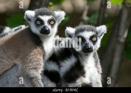 Anello-tailed Lemur (Lemur catta), lo zoo di Salisburgo, Austria, Europa Foto Stock