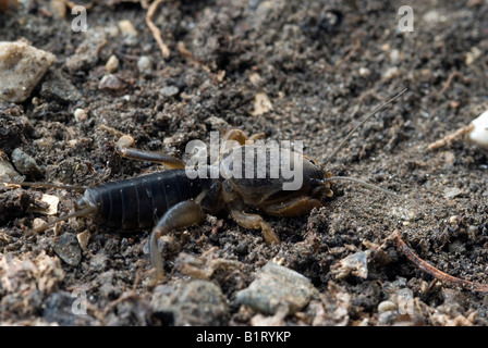 Unione Mole Cricket (Gryllotalpa gryllotalpa), Schwaz, in Tirolo, Austria, Europa Foto Stock