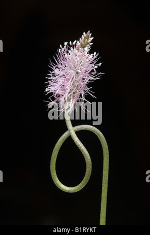 Annoso piantaggine (Planzago media), Eng-Alm, gamma Karwendel, Tirolo, Austria, Europa Foto Stock