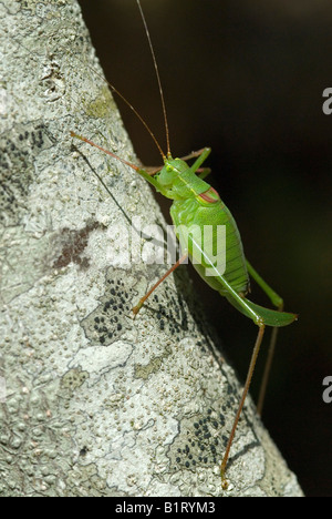 Chiazzato Bush-cricket (Leptophyes punctatissima), Assisi, Umbria, Italia, Europa Foto Stock