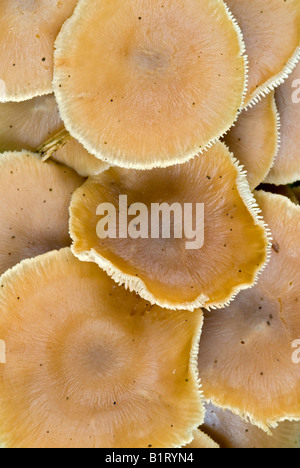 Sphagnum Brownie funghi Psilocybe elongata), Riedener-See, Lechtal, Tirolo, Austria, Europa Foto Stock