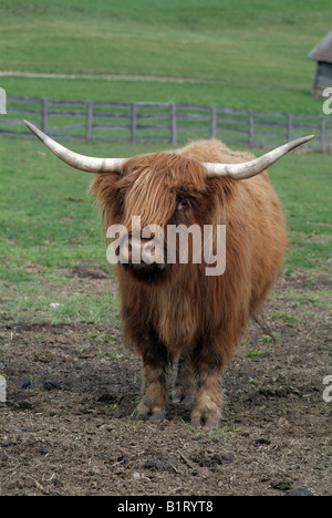 Highland scozzesi bovini (Bos primigenius f. taurus), Mieminger Plateau, Tirolo, Austria, Europa Foto Stock