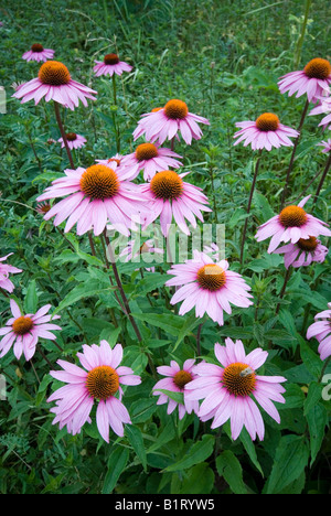 Orientale Coneflowers viola (Echinacea purpurea) in Gertrude Messner orto di erbe aromatiche, Brandenberg, Tirolo, Austria, Europa Foto Stock