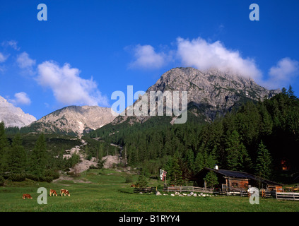 Stallen-Alm pascolo alpino, Mt. Hahnkampl e Mt. Rauher Knoell, Valle Stallental, gamma Karwendel, Tirolo, Austria, Europa Foto Stock