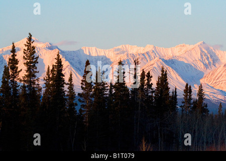 Sant'Elia mountain range, abeti, Yukon Territory, Canada, America del Nord Foto Stock