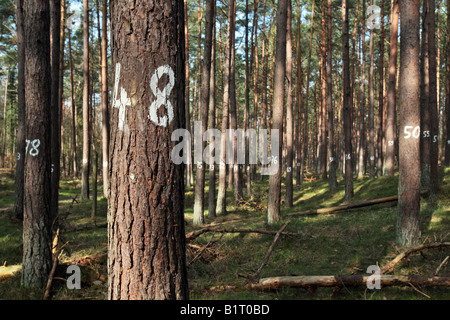 Alberi numerati in Darsswald, Darss foresta, silvicoltura, Nationalpark Vorpommersche Boddenlandschaft, Western Pomerania Area Laguna Foto Stock