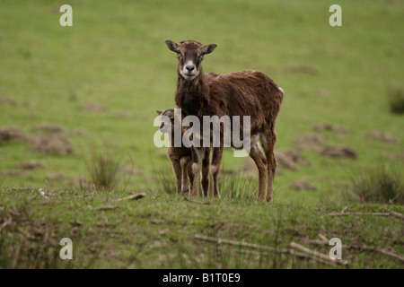 Muflone (Ovis ammon musimon) con giovani, Lueerwald, Sauerland, Renania settentrionale-Vestfalia, Germania, Europa Foto Stock