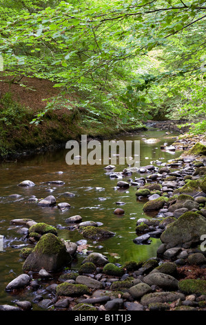 Il fiume che scorre attraverso boschi di Cawdor, Nairnshire, Scozia Foto Stock