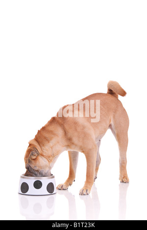 Cane Sharpei avente un pasto Foto Stock
