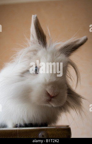 Il Royal di Lionhead rabbit Foto Stock