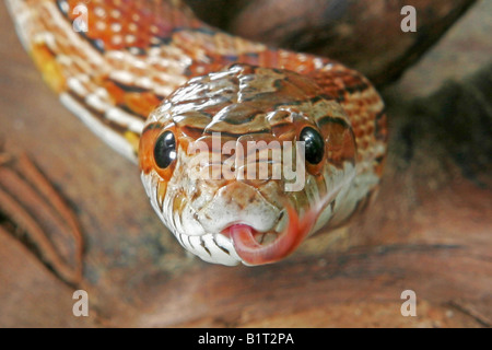 Il mais snake - Ritratto / Pantherophis guttatus Foto Stock