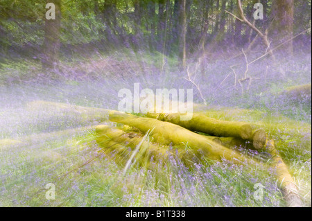 Bluebells nella primavera del bosco Ambleside Cumbria Regno Unito Foto Stock