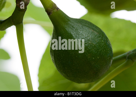 Verde unico fig maturazione sulla fig tree branch close-up Foto Stock