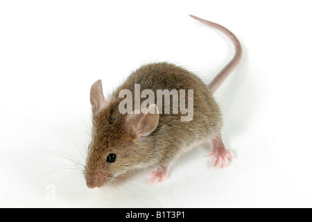 Casa mouse (Mus musculus). Immagine studio su sfondo bianco Foto Stock
