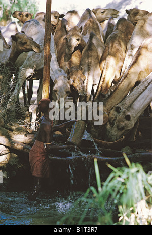 Rendille irrigazione uomo un gruppo di cammelli utilizzando un cucchiaio di legno per balla acqua da una molla in un trogolo di legno Kenya Africa orientale Foto Stock